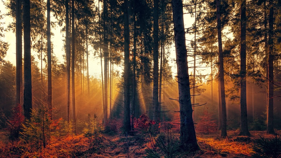 木々の隙間から朝日が差し込む森
